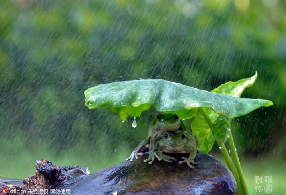 两只小青蛙 呱呱呱
出门没带伞却偏偏遇上下大雨？看印尼唐格朗两只青蛙的避雨妙招。它们迅速躲到一片叶子下，为了节省空间保证都不被淋湿，聪明的两蛙还叠起了罗汉，这逗趣的一幕被摄影师Thomas Chandra用镜头记录了下来。