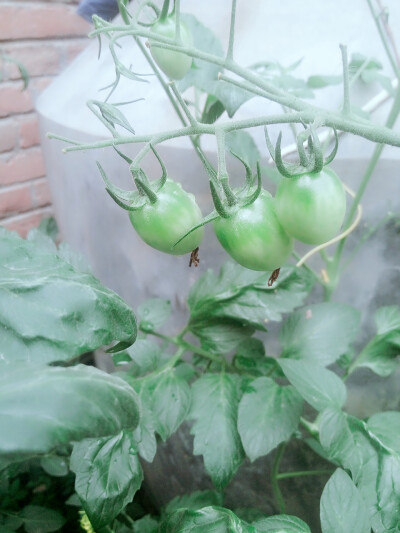 小番茄