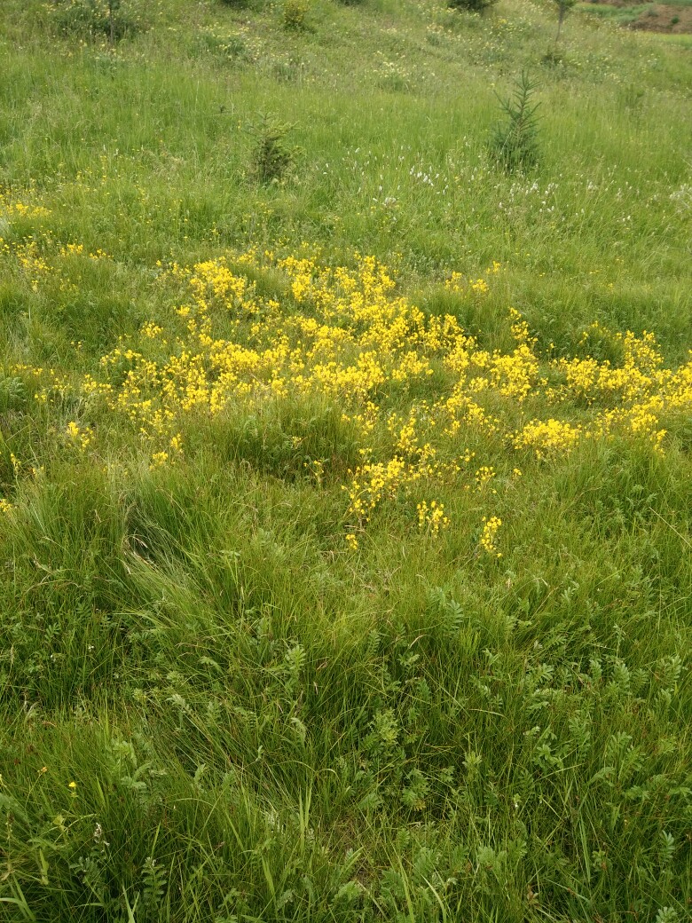 野黄花