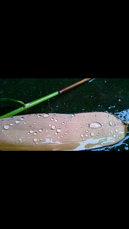 一场雨后