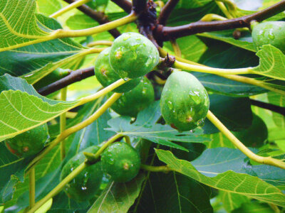 雨后无花果