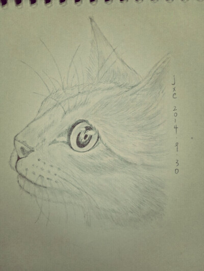 素描猫