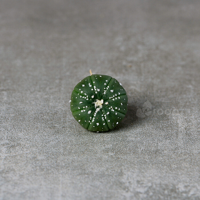 【星兜】多肉植物；
拉丁学名：Astrophytum asterias；
科属：仙人掌科星球属；
原产地：墨西哥和美国南部；
描述：植株呈扁圆球形，直径5～8cm，球体由6～10条浅沟而分成6～10个扁圆棱，无刺，刺座上有白色星状绵毛，花着生于球顶部，漏斗形，黄色或红色，花心红色。
养护：性喜干燥环境，耐旱，喜阳光充足温差大，排水良好的富含石灰质的砂质土壤，生长季节要经常浇水，成年植株5～6年换一次盆即可，冬季温度低于7℃的时候，夜间可放置室内保暖；