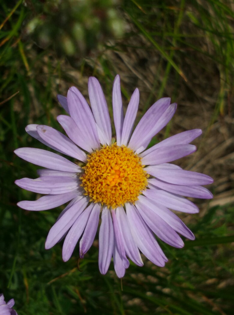 小野花