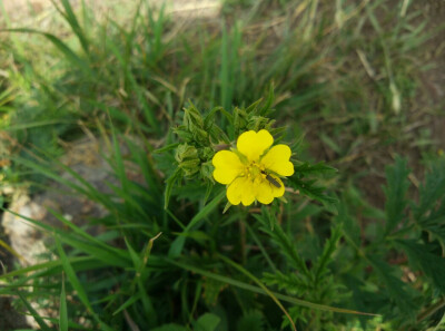 虫恋花