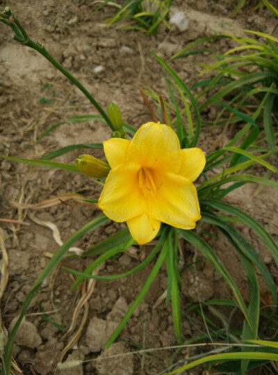 今日黄花