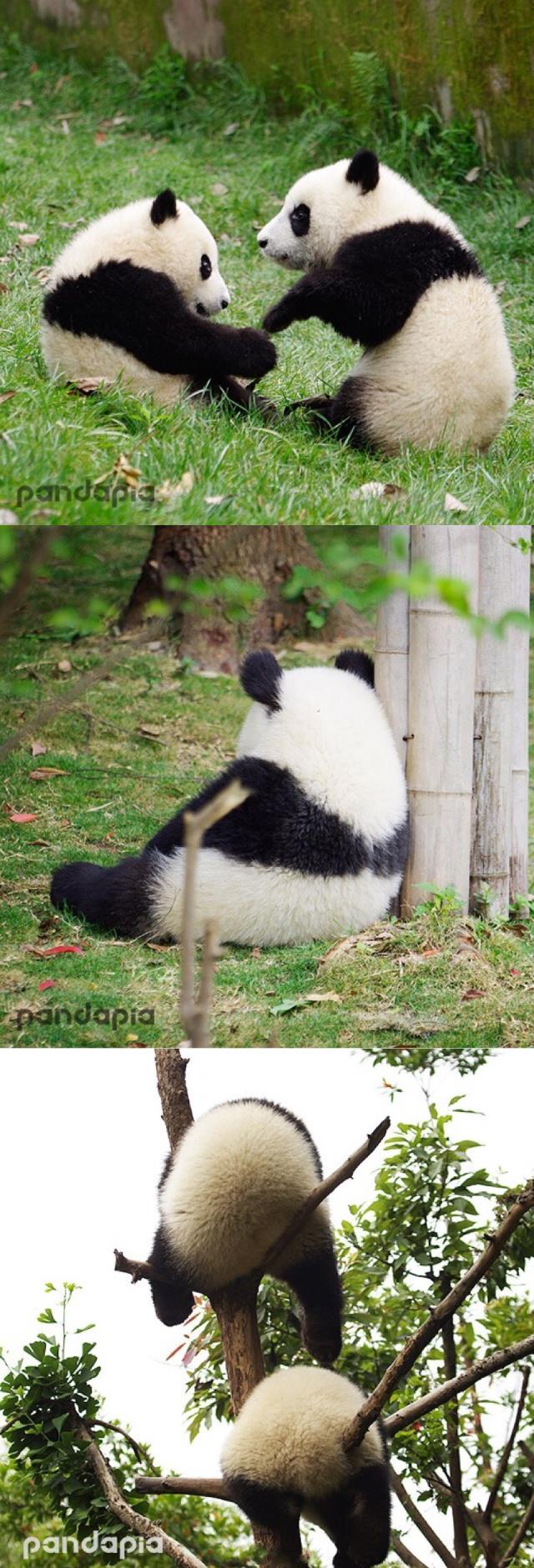 圆滚滚大熊猫的日常 ins；pandapia_channel