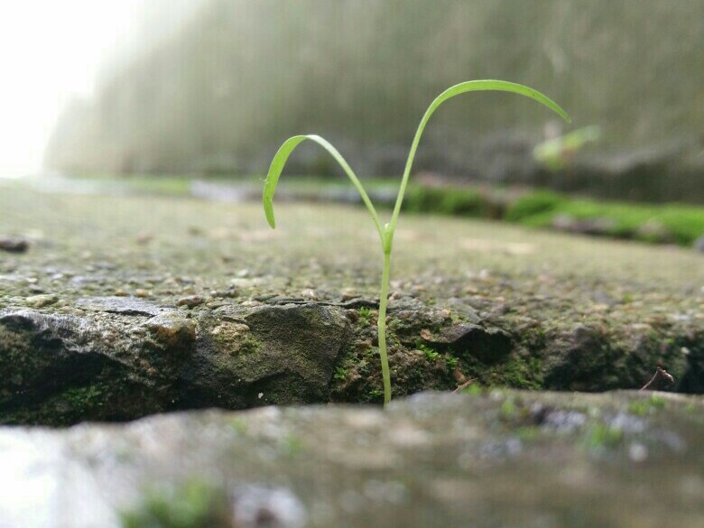 风吹草不折,弱极而生刚