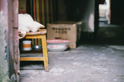 巷子里睡着的猫，我轻手轻脚的走过去，它也没有发现