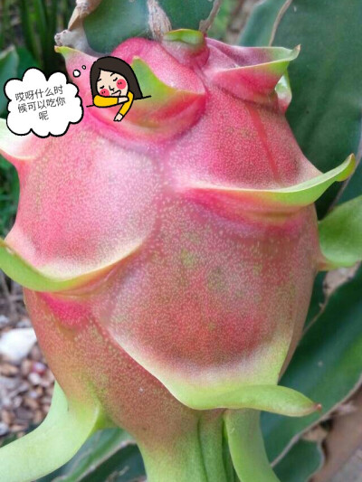 Dragon fruit