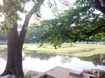 济南.泉城公园
许许多多的植物，绿萍漂浮着，空气很清新。