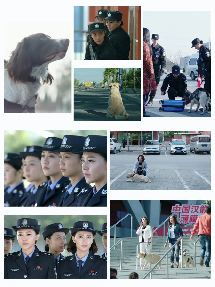 警花与警犬 电视剧 截图