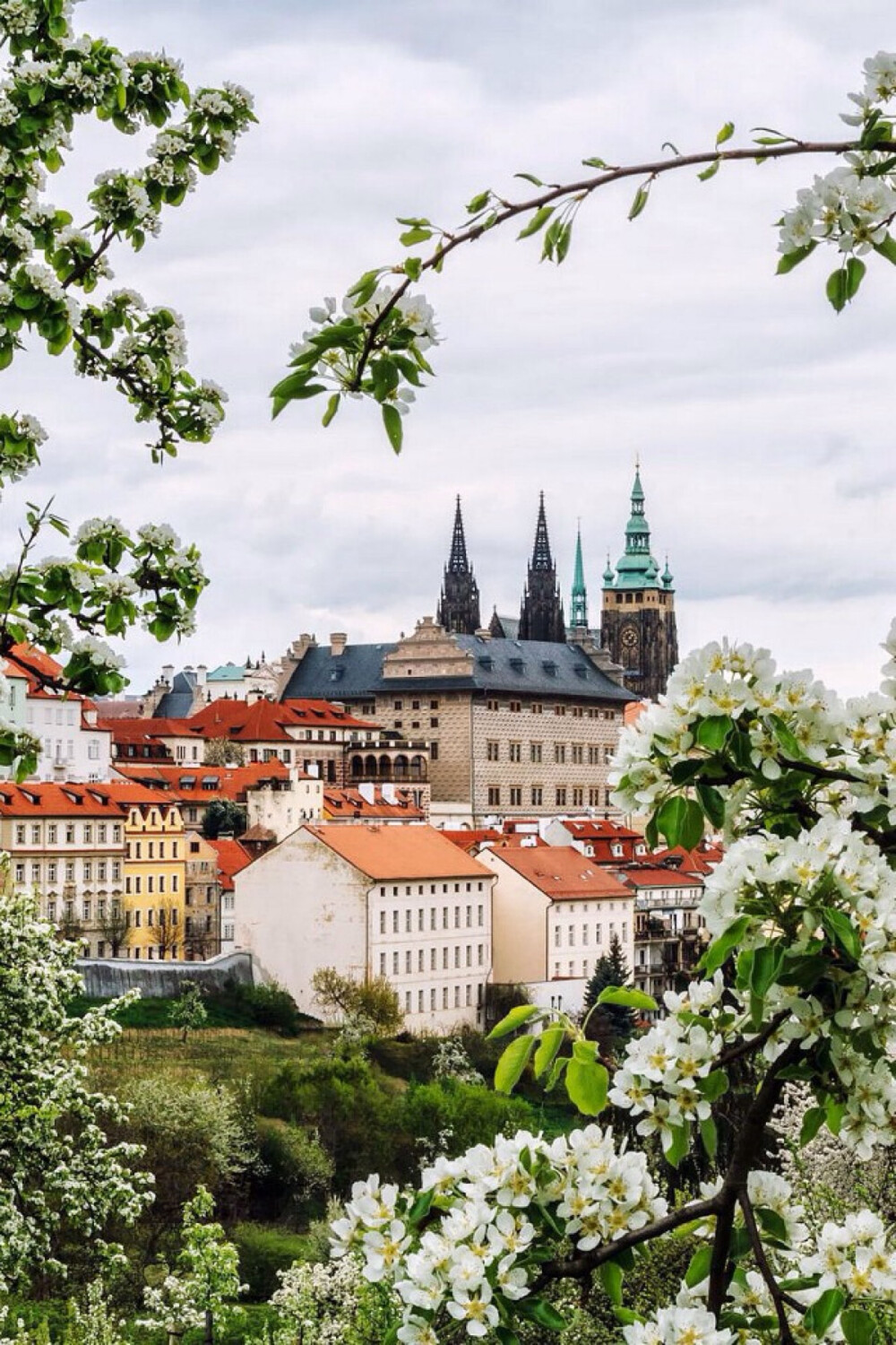 Spring in Prague
布拉格之春 