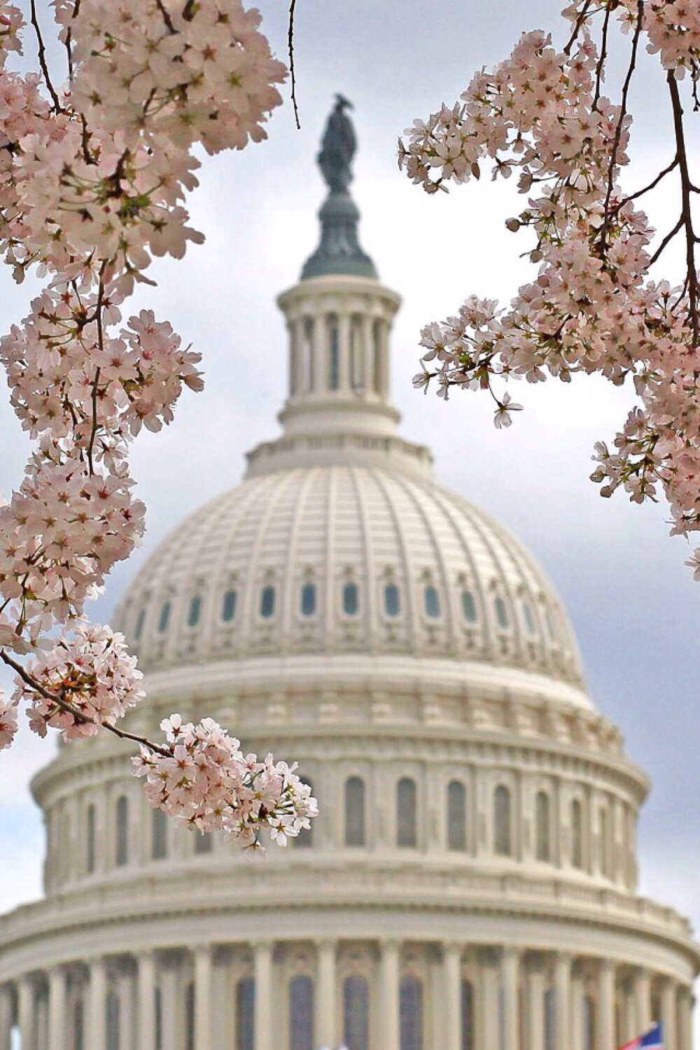 Tidal Basin
华盛顿潮汐湖 