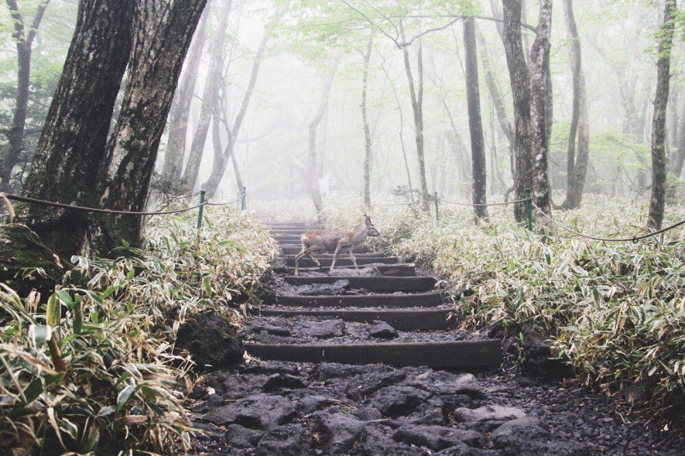 2016 5月 济州岛 汉拿山 城板岳登顶路线 山脚平坦路段 林雾中悠然走过的小鹿 微博@Helen鸢鸢