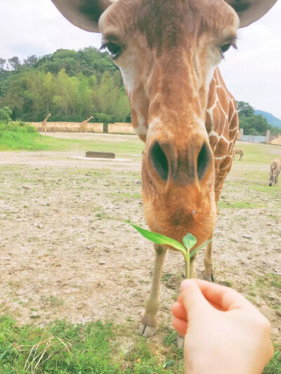 长颈鹿