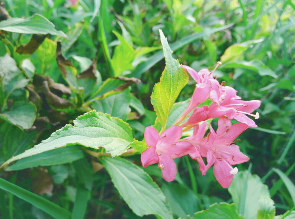 锦带花，又名五色海棠，海仙花。