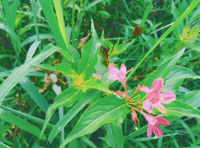 锦带花，又名五色海棠，海仙花。