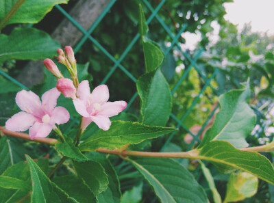 锦带花，又名五色海棠，海仙花。