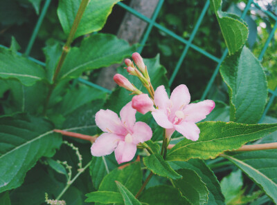 锦带花，又名五色海棠，海仙花。