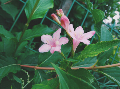 锦带花，又名五色海棠，海仙花。