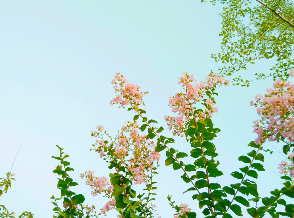 紫薇，又名百日红