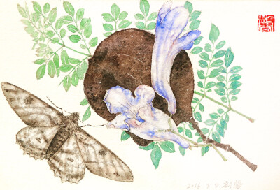 蓝花楹的花种荚叶子和一只蛾子，也喜欢昆虫和花朵的搭配（作者：sheli猞猁）