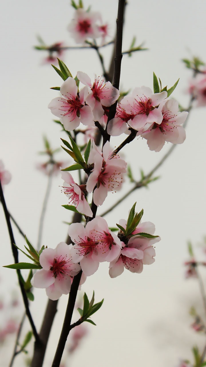 桃花Amygdalus persica L.中国是桃树的故乡。《礼记》中还说当时已把桃列为祭祀神仙的五果（李、梅、杏、枣）之一。其果桃子素有“寿桃”和“仙桃”的美称，因其肉质鲜美，又被称为“天下第一果”。桃树干上分泌的胶质，俗称桃胶，可用作粘接剂等，为一种聚糖类物质，水解能生成。可食用，也供药用，有破血、和血、益气之效。桃花象征着春天、爱情、美颜与理想世界；桃果融入了中国的仙话中，隐含着长寿、健康、生育的寓意。桃树的花叶、枝木、子果都烛照着民俗文化的光芒，其中表现的生命意识，致密地渗透在中国桃文化的纹理中。花语:爱情俘虏...