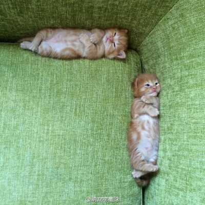 霸占着楼梯的喵星人一家，全部抱走！太可爱了~ #萌宠物星球#