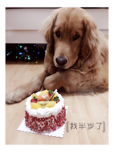 【和狗狗的十个约定】 ①请一定要仔细聆听我的话。 ②信赖我，就像我总是信赖你一样。 ③多和我一起游戏。 ④永远都不要忘记我。 ⑤不要吵架。 要是打架的话，一定是我胜利。 ⑥对我说话，我没有听到的话。一定是有…