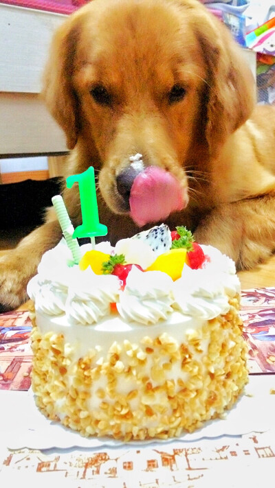 【和狗狗的十个约定】 ①请一定要仔细聆听我的话。 ②信赖我，就像我总是信赖你一样。 ③多和我一起游戏。 ④永远都不要忘记我。 ⑤不要吵架。 要是打架的话，一定是我胜利。 ⑥对我说话，我没有听到的话。一定是有…