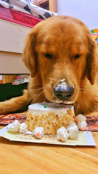 【和狗狗的十个约定】 ①请一定要仔细聆听我的话。 ②信赖我，就像我总是信赖你一样。 ③多和我一起游戏。 ④永远都不要忘记我。 ⑤不要吵架。 要是打架的话，一定是我胜利。 ⑥对我说话，我没有听到的话。一定是有…