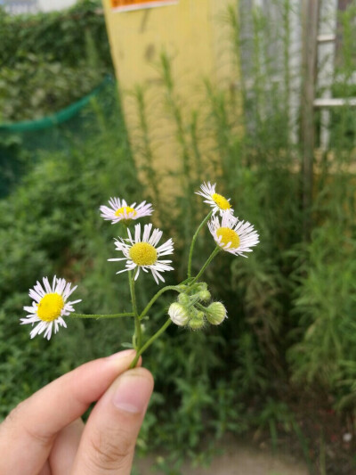 幼儿园的野菊