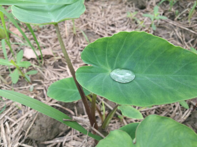 我从万米高空落下，从雾到冰到雨滴