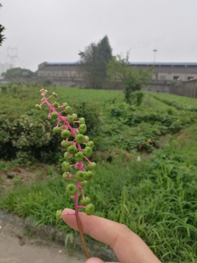 小时候经常玩的 ，一捏就有血的感觉( •̀∀•́ )