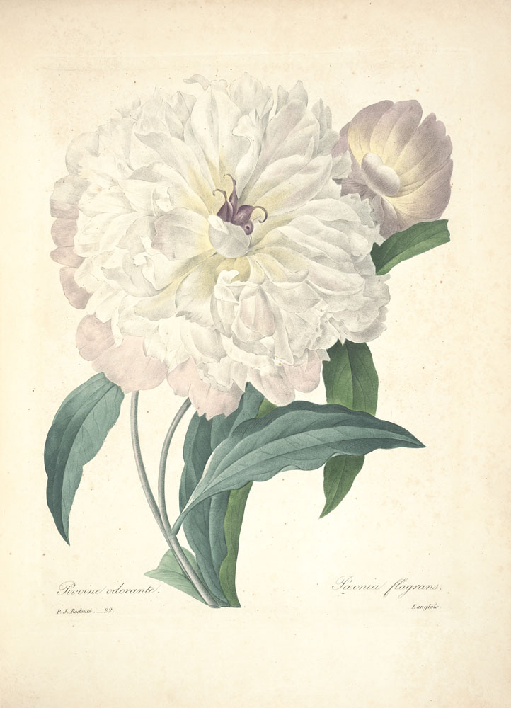 雷杜德--芍药Paeonia lactiflora Pall.别名将离、离草、婪尾春等。毛茛科芍药属多年生草本。花期5～6月。芍药是中国的传统名花。被列为“十大名花”之一，又被称为“五月花神”，因自古就作为爱情之花，现已被尊为七夕节的代表花卉。古人评花：芍药第二，牡丹第一，谓牡丹为花王，芍药为花相。花鲜美，可食用。根鲜脆多汁，可供药用，具有镇痉、镇痛、通经作用。花语:情有所钟...