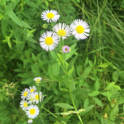 野生小雏菊。