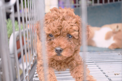 笼子里的泰迪，动物需要自由