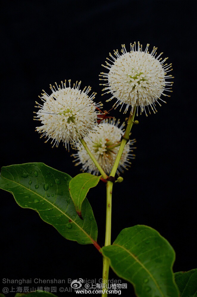 风箱树cephalanthustetrandrus