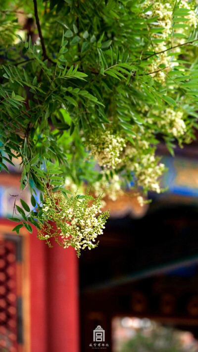 七月十八日，阴。“蝉发一声时，槐花带两枝。”紫禁城里的槐花次第开花了。花朵小巧，花色淡黄，花香似有若无，所以即便满树开遍也是淡淡的气氛。一早推开院门，落了一夜的花瓣填满了每一道砖缝，才知道夏已深。@故…