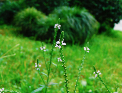 小花小花