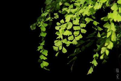 植觉［土］蕨类植室内绿植办公室懒人桌面自动浇水小盆景［植蕨］