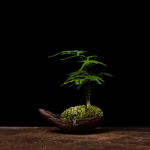 植觉［火］苔藓微景观绿植花卉园艺小植物室内办公室菖蒲草小盆景