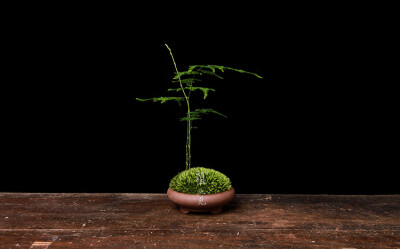 植觉［土］苔藓小盆栽微景观盆景办公室绿植文竹桌植物香草清香木