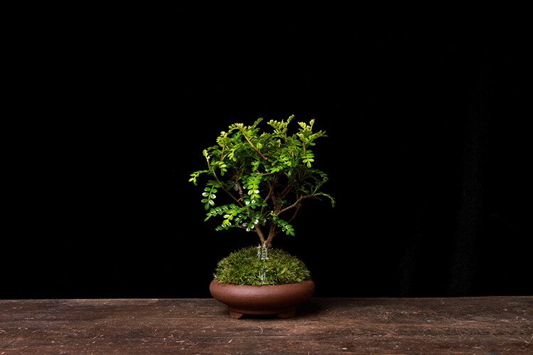 植觉［土］苔藓小盆栽微景观盆景办公室绿植文竹桌植物香草清香木