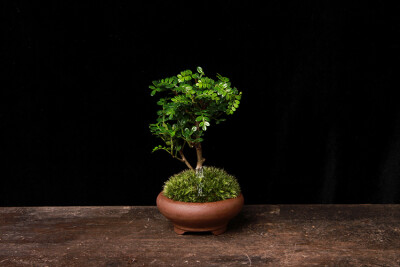 植觉［土］苔藓小盆栽微景观盆景办公室绿植文竹桌植物香草清香木