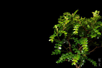 植觉［土］苔藓小盆栽微景观盆景办公室绿植文竹桌植物香草清香木