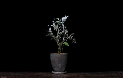 植觉［土］香草植物办公室小盆景苔藓青苔植物盆栽桌面［香草］