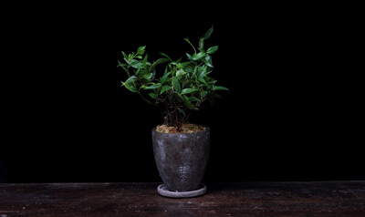 植觉［土］香草植物办公室小盆景苔藓青苔植物盆栽桌面［香草］