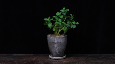 植觉［土］香草植物办公室小盆景苔藓青苔植物盆栽桌面［香草］